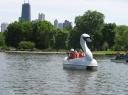 Swan Boating